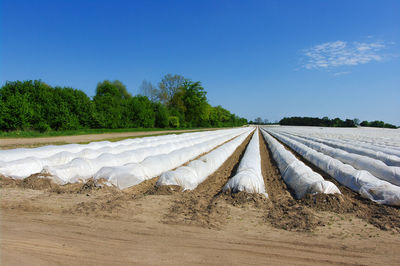 Scenic view of agricultural field against clear blue sky