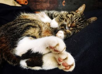 High angle view of cats sleeping