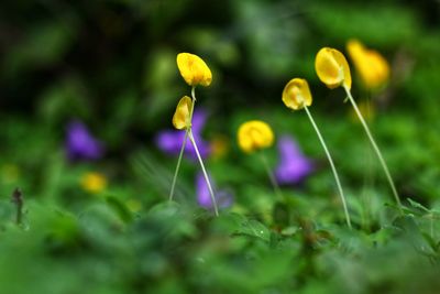 Close-up of purple crocus flowers on field