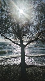 Sun shining through trees