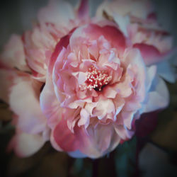 Close-up of pink flowers