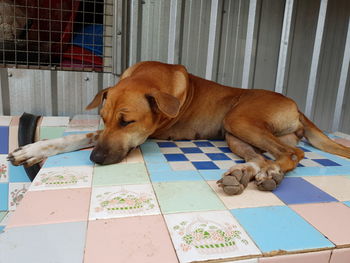 Dog sleeping on tiled floor