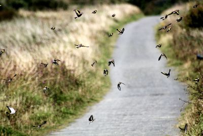 Flock of birds flying