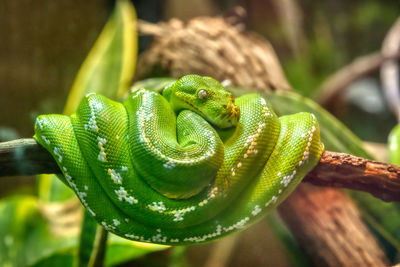 Close-up of green lizard on branch