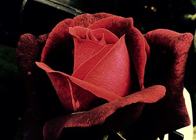 Close-up of red flowers