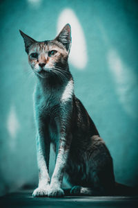 Portrait of cat sitting against wall