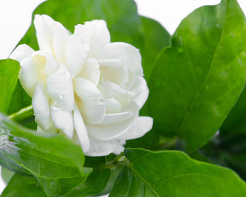 Close-up of white rose