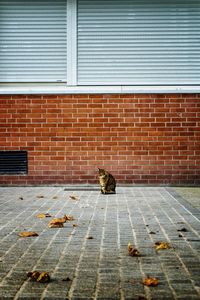 Tabby cat sitting on footpath against building