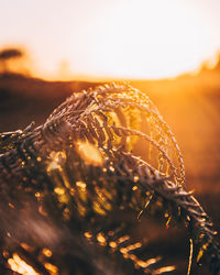 Close-up of dry plant against sky during sunset