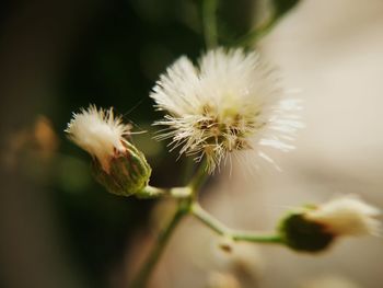 Close-up of flower against blurred background