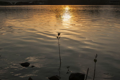 Bird swimming in lake during sunset