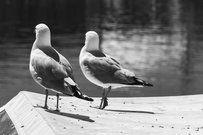 Seagulls perching on a lake
