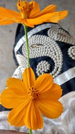 Close-up of yellow hibiscus blooming outdoors