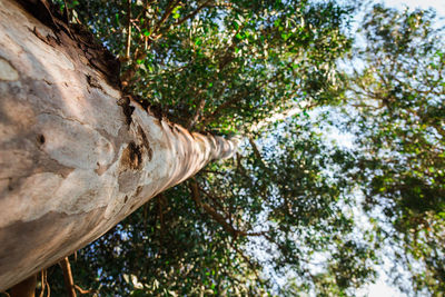 Low angle view of tree against sky