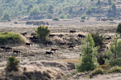 Hills and forests in cyprus with goat herds grazing around