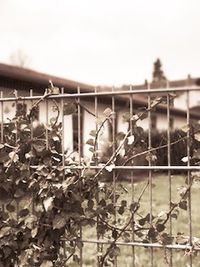 Close-up of plants