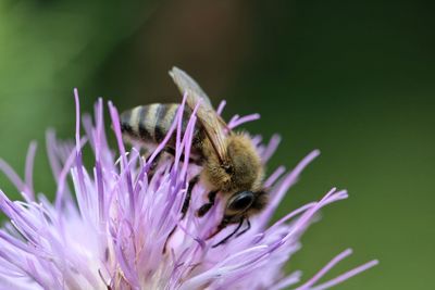 Close-up of bee pollinating on purple flower