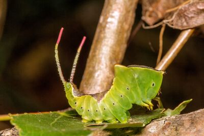 Close-up of caterpillar on plant