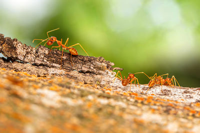 Fire ant on branch in nature ,selection focus only on some points in the image.