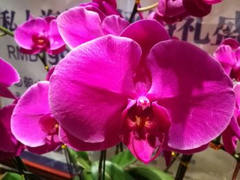 Close-up of pink orchids