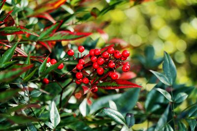 Close-up of red berries growing on tree