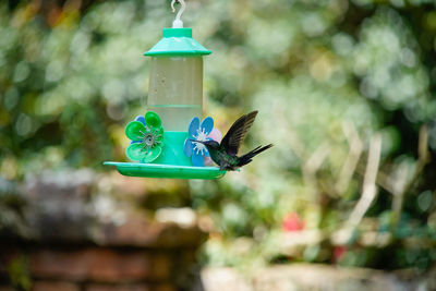 Close-up of bird on feeder