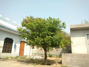 Houses with trees in background