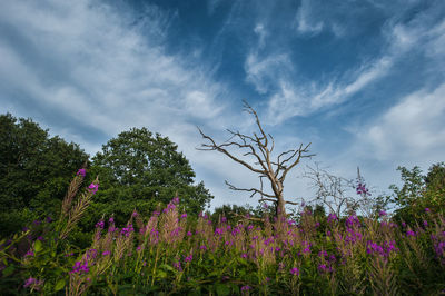 Low angle view of pink flowers against sky