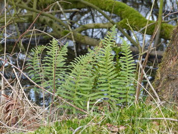 Close-up of tree branch during winter