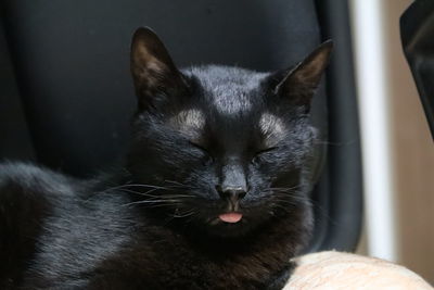 Close-up of cat with eyes closed