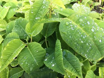 Full frame shot of wet plant