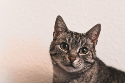 Close-up portrait of cat