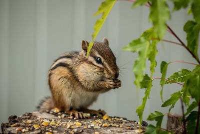 Close-up of chipmunk eating seeds on wood