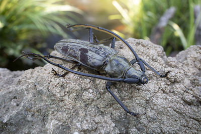 Close-up of insect on rock