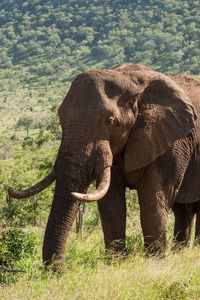 Side view of elephant on field