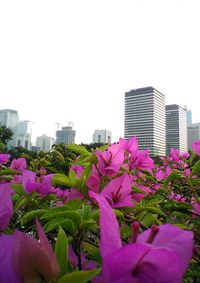 Purple flowers blooming in park