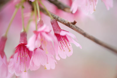 Close-up of pink cherry blossom