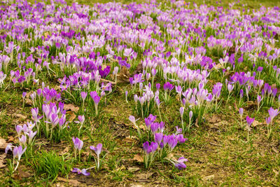 Close-up of purple crocus flowers on field