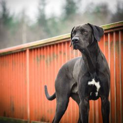 Close-up portrait of black dog against trees