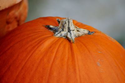 High angle view of pumpkin on orange leaf