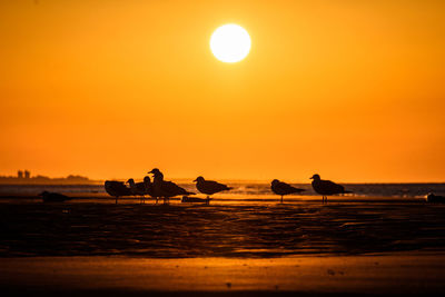 Several birds on a beach in huelva, andalusia, spain, at sunrise.