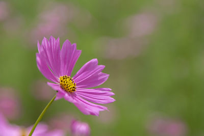 Close-up of pink cosmos flower