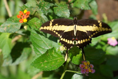 Close-up of butterfly on leaf