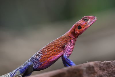 Close-up of a lizard