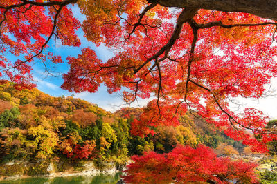 Low angle view of maple tree against orange sky