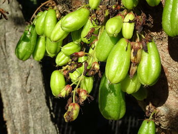 Close-up of fruits growing on tree