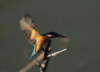 Close-up of bird perching