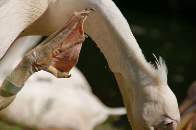 Close-up of a pelican 