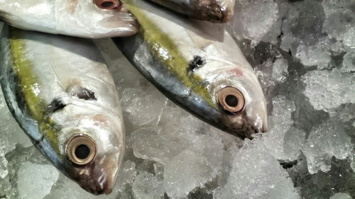 Close-up of fish for sale in market