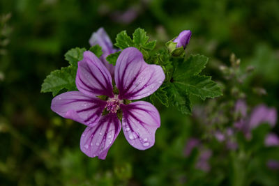 Close-up of purple flowering plant